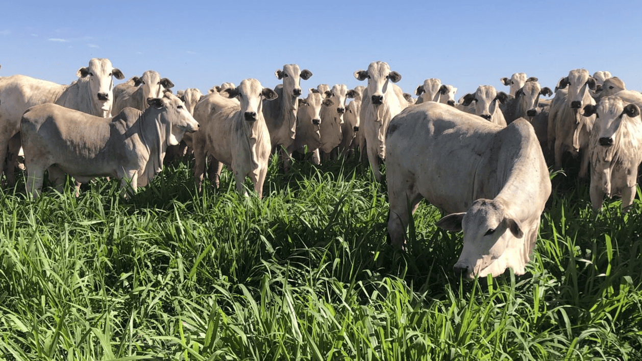 Cows in a pasture